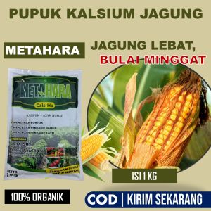(PALING MANJUR) PUPUK ANTI BULAI JAGUNG Terbaik - METAHARA 1 Kg Pupuk Kalsium Paling Manjur Mampu Melebatkan Jagung Cegah Hama dan Penyakit Jagung Seperti Bulai Patek Kresek Daun pada Jagung - Obat Semprot Organik Anti Bulai Pada Jagung isi 1 Kilo Murah