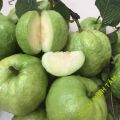 Cây Giống Ổi Nữ Hoàng - cây ăn quả. 