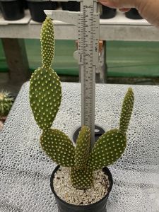 โอพันเทีย ไมโครดาซิส   หูกระต่าย เหลือง ขาว แดง มีทั้งแพตใบตัดสดและ   ฟอร์มกอ  ขนาด ความสูง ประมาณ 15-30  CM  ส่งแบบเคาะดิน