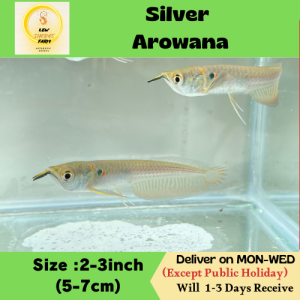 Silver Arowana/ Freshwater/Livefish 银龙