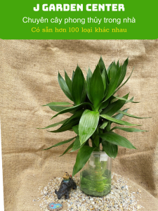 Cây phát lộc thủy sinh dễ sống trồng trong nhà cây cầu tài lộc thanh lọc không khí dễ chăm sóc