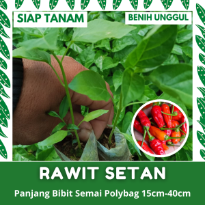 (50 POHON) BIBIT SEMAI CABE RAWIT SETAN KUALITAS UNGGUL SIAP TANAM