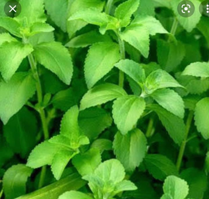 Stevia Plants Edible seeds herbs Lazada PH