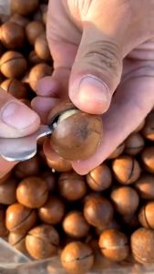 【BUY 1 TAKE 1】A+ New Macadamia Nut Cream Flavored Nut Snacks Bulk Large Granular Dried Fruit Bags