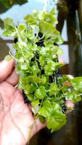 Cardamine Javonica Varigata: Tanaman Aquascape Murah