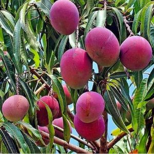 Bibit Mangga Apel🌱 Adalah Varietas Mangga Yang Memiliki Bentuk Buah Mirip Dengan Apel. Buah Mangga Apel Memiliki Warna Yang indah Yaitu Merah Ungu Dan Memiliki Rasa Yang Segar Dengan Tingkat Ke Manisan Yang Luar Biasa