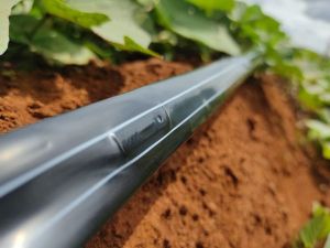 Dây tưới nhỏ giọt NETFARM đường kính 16 dày 0.15/0.18/0.2 khoản cách lỗ 10/15/20cm (1000 mét/cuộn)