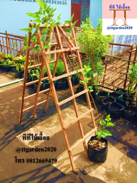 บันไดไม้เลื้อยไม้ระแนงวินเทจ สูง 150 ซม. แข็งแรง