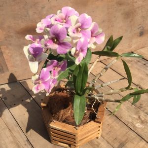 กระถางกล้วยไม้ 8 นิ้ว 1 ชิ้น พร้อม ลวดแขวน กระถางต้น กระเช้ากล้วยไม้, กระถางเฟิร์นสไบนาง, เฟิร์นสไบนาง, ไม้สัก, กระถางกลม, กระถาง