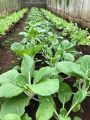 PECHAY SEEDS / PAVITO VARIETY - 500pcs Seeds. 