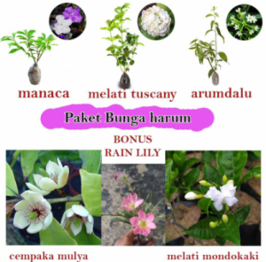 Paket Tanaman Bunga Harum