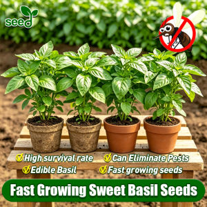 [Selected Seeds] 250pcs/pack High Yield Sweet Basil Genovese Seeds for Planting Vegetable Plants (incl. Instruction for Balanoy Plant) Bonsai Basil Leaves Seeds Indoor Potted Basil Live Plant Herbs Seeds Veggie Seeds Vegetables Seeds for Gardening