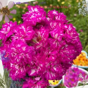 [NỞ CẢ NGÀY] ️1 Ký Cành Giống Hoa Mười Giờ Đẹp 🌿️ 0867777377