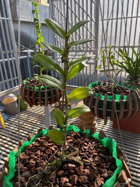 Lan%20phi%20%C4%91i%E1%BB%87p%20%C4%91%E1%BB%99t%20bi%E1%BA%BFn%205%20C%C3%81NH%20TR%E1%BA%AENG%20B%E1%BA%A2O%20DUY%20-%20Image%207