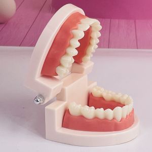 1PCS Dental Teeth Model Dentist student Model for Teaching Dentistry Material Dentist Tools Dental Lab Model