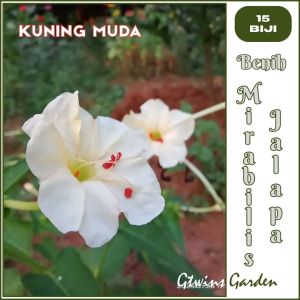 GG | 15 Bunga Pukul Empat Mirabilis Jalapa Warna Kuning Muda