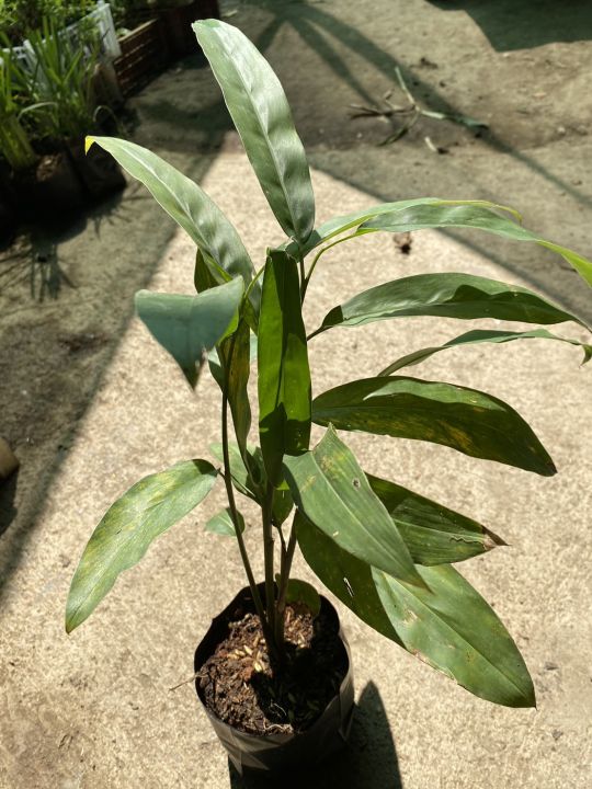 ต้นพันธุ์ข่า ข่าแกงพร้อมปลูก ต้นข่าในถุงดำพร้อมปลูก 29 บาท ข่า พืช ...
