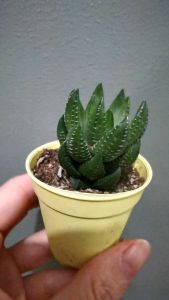 READY STOCK 🌸Haworthia coarctata greenii绿鹫SUCCULENTS PLANTS