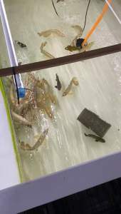 Fulong Arowana Fish Food Makanan ikan kelisapallet Feed arowana carnivorous fish feed