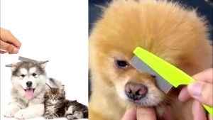 Dog Cat Flea Comb Stainless Steel Needle Comb Fur Comb Pet Hair Comb Cleaning Hair Protection Flea COD