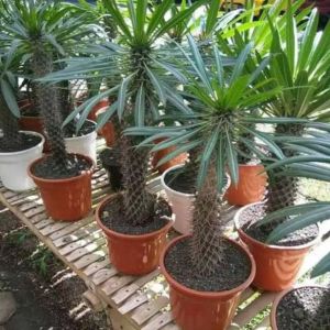 KAKTUS POCHIPODIUM LIMEREI