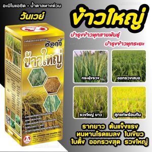 น้ำตาลทางด่วน + อะมิโน แอซิด ข้าวใหญ่ ฮอร์โมนข้าว อะมิโนข้าว บำรุงนาข้าว แตกกอ เร่งเต่ง ลมเบ่ง เมล็ดเต่ง ได้น้ำหนัก 1L.