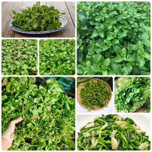 Hạt giống Xà Lách Xoong Mỹ gói 1gr~1500 hạt giàu dinh dưỡng chịu nhiệt trồng quanh năm