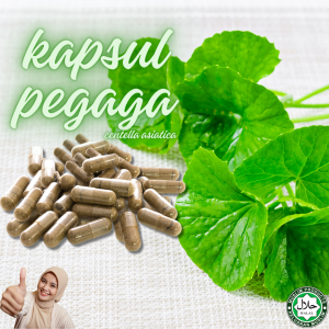 Pegaga Capsule Centella Asiatica Tanpa Campuran Produk Orang Kampung HALAL