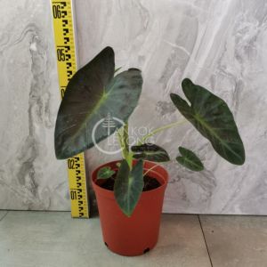TKL - Big Size Colocasia Black Coral/Wentii/Illustris/Sarian 稀有黑珊瑚象耳芋/温蒂/错觉象耳芋/萨利安海芋