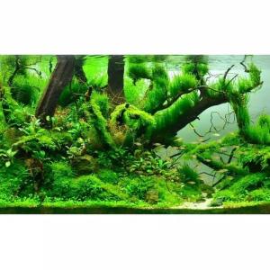 Amefurashi Bibit Benih Cow Leaf Grass Carpet Seed Aquascape Aquarium Plant Seed