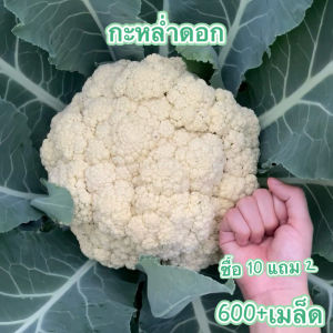 ดอกใหญ่จริง 600เมล็ด เมล็ดพันธุ์ กะหล่ำดอก Cauliflower เมล็ดพันธุ์คุณภาพ