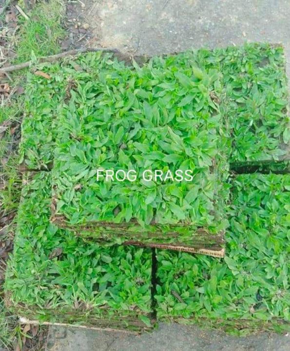 Frog Grass Live Plant(1 square foot) Best for Landscaping, Softscape