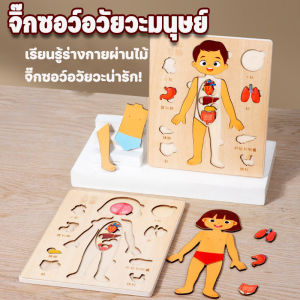 【IQ-Joy】ของเล่นไม้ ปริศนาไม้ ปริศนา 3 มิติ ของเล่นเด็ก ปริศนาโครงสร้างมนุษย์ มอนเตสซอรี่ ของเล่นเพื่อการศึกษา