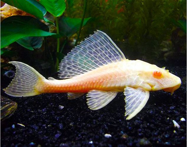 pleco/albino pleco/algae eater/ikan pemulung/喷点琵琶鼠/白化琵琶鼠/清道夫鱼 | Lazada