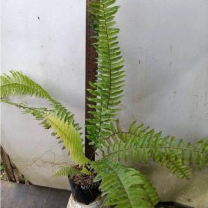 Boston Fern Variegated (Nephrolepis exaltata ‘Variegata’) -  - Pokok Paku Boston Variegated - वरिगेटेड बॉस्टन फर्न Boston Fern – Elegant Variegated Fronds Air-Purifying Hanging Plant Lush Tropical Look Easy Care LIVE PLANT