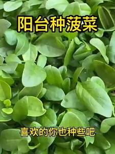 Local native spinach small-leaved spinach large-leaved spinach four-season vegetables