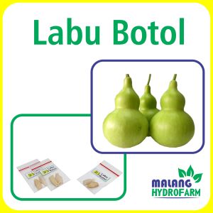 Benih Labu Botol Unggulan Berkualitas bibit biji waluh kendi sayuran hydroponik hidroponik