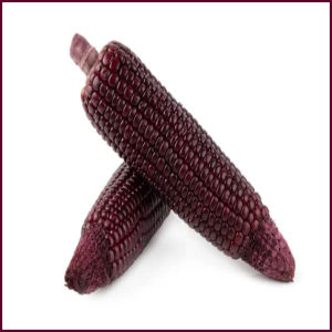 MAIS PURPLE SEEDS Hybrid for Planting Seeds