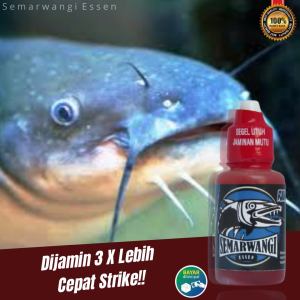 Semarwangi Essen Lele Galatama: Essen Ikan Lele Cocok Semua Umpan Terlaris