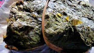 ใบเมี่ยงมัน ใบเมี่ยงเปรี้ยว2มัด99.-