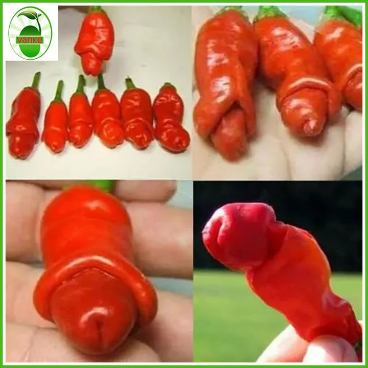 5seeds Peter Pepper Aphrodisiac Pepper Penis chili Lazada PH