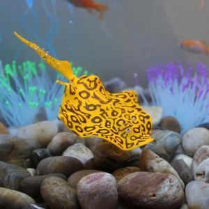 PETPARADIS 2pcs Silicone Artificial Devil Goldfish Luminous Glowing Simulation Fish Floating Aquarium Decoration Vivid Animal Sculpture Fish Tank