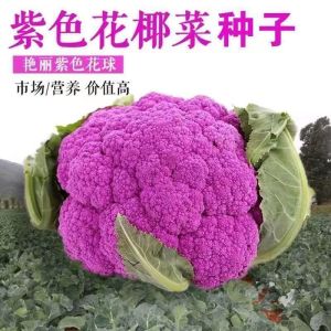 Biji Bunga Kobis Ungu (30 Seeds)/紫花椰菜籽/Purple Cauliflower Seeds