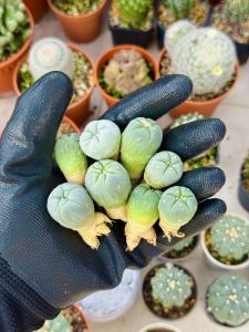 Lophophora Williamsii / Diffusa (Seeding) / 实生银冠玉 乌羽玉