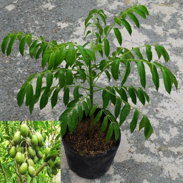 cây Cóc Thái lùn cây mô đang hoa một vài cây đã có quả