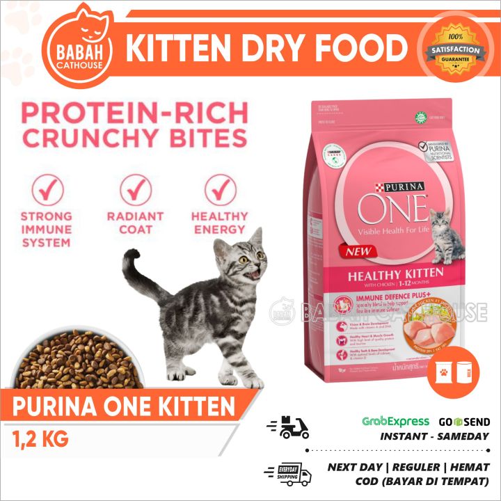 Dry food untuk clearance kitten