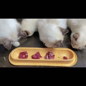 Multiple Cats Dining Bowl Set Perfect Indoor Feeding Dishes for Multiple Cats Ensuring Easy Cleaning and Tidy Meals