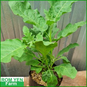 ต้นมะเขือเปราะ มะเขือเปราะ พันธุ์เจ้าพระยา ในถุงเพาะ 5นิ้ว ต้นมะเขือ มะเขือ