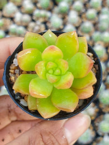 กุหลาบหิน อิชิเวเรีย ซีเดเวเรีย เลทติเซีย Echeveria Sedeveria Letizia succulent กุหลาบหิน ต้นไม้อวบน้ํา