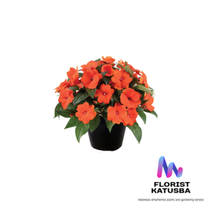 tanaman hias bunga impatiens walleriana orange iriancis orange